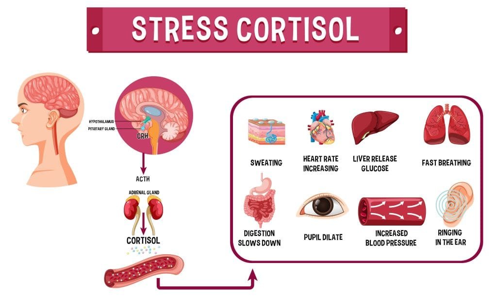 Impact of Cortisol on Body